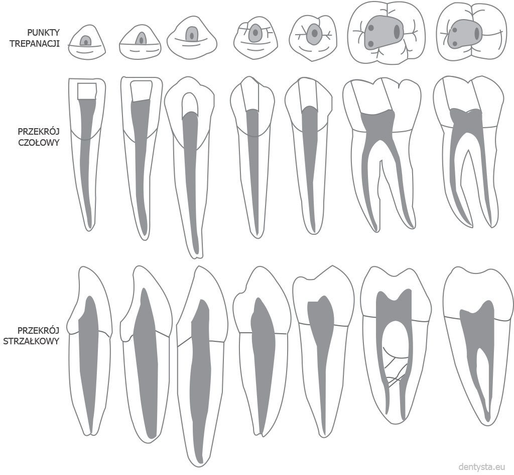 Kanały zębów dolnych